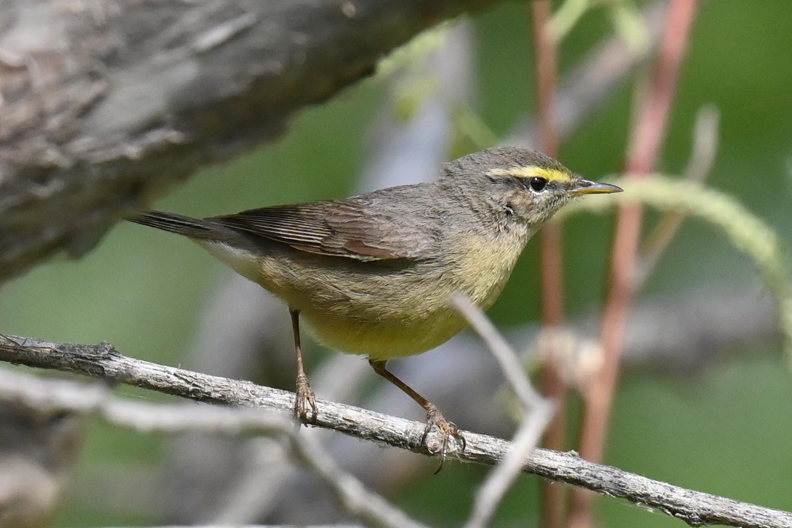 Sulphur-bellied Warbler