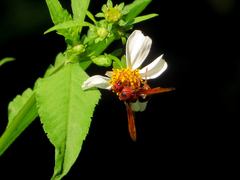 Rhynchium