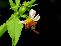 Rhynchium