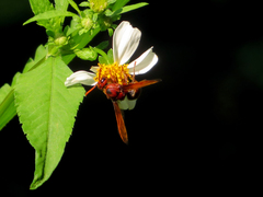 Rhynchium