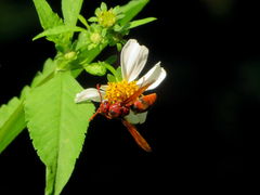 Rhynchium