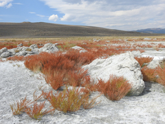Suaeda calceoliformis