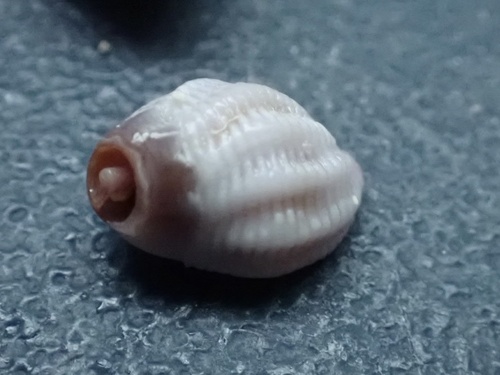 Morula porphyrostoma observed 2025-05-18