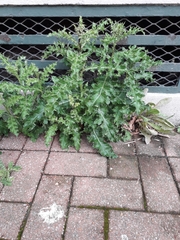 Cirsium arvense