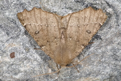 Odontopera bidentata