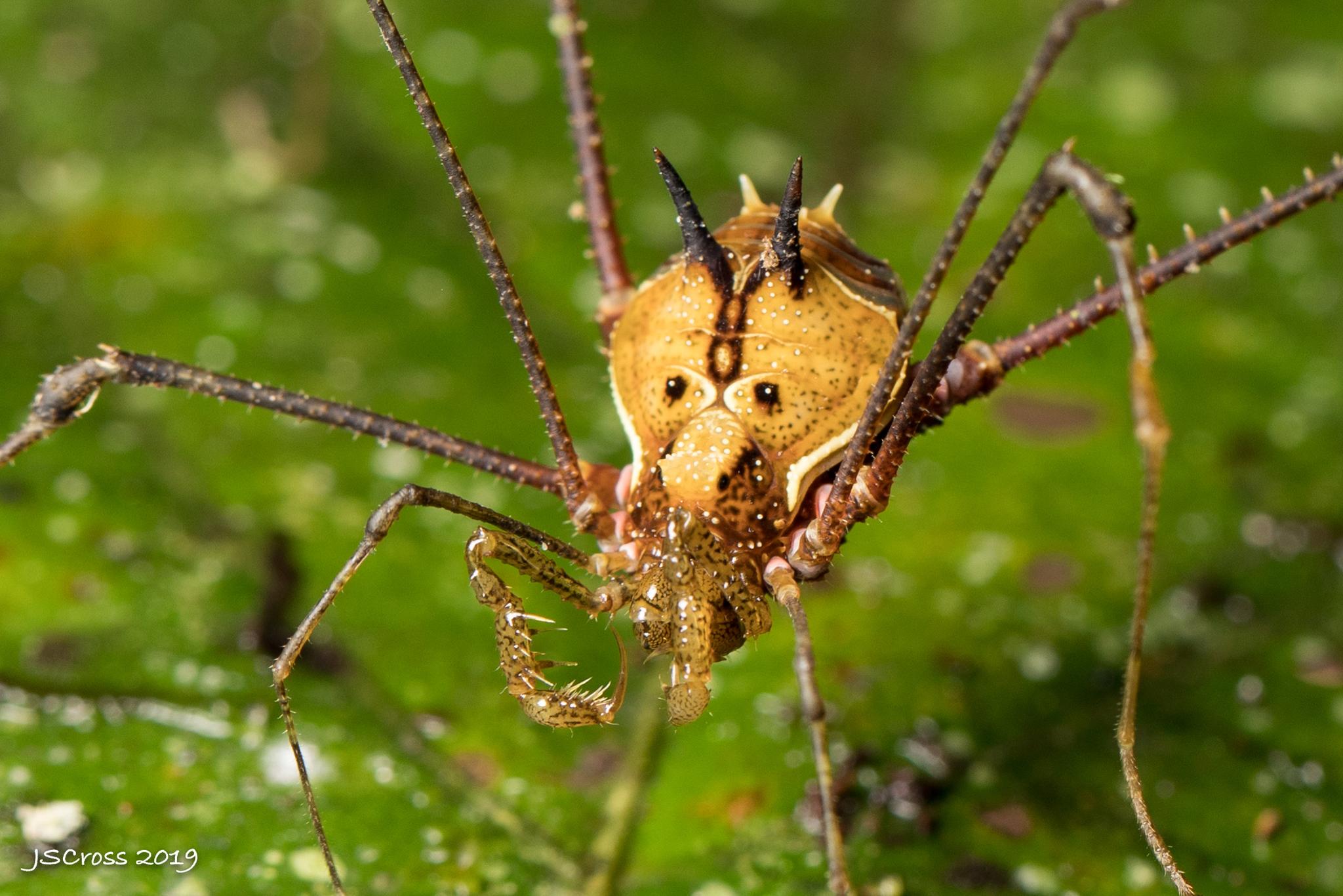 Superfamily Gonyleptoidea · iNaturalist