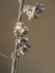 Artemisia alba