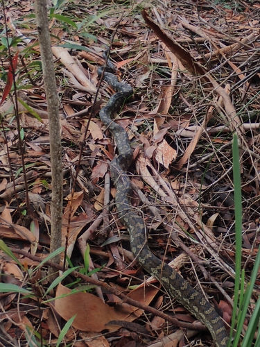 Coastal Carpet Python sighting