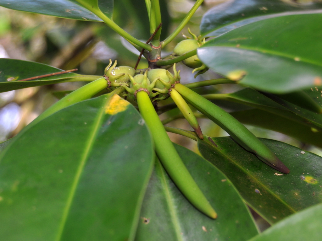 Bruguiera cylindrica (Bruguiera cylindrica)