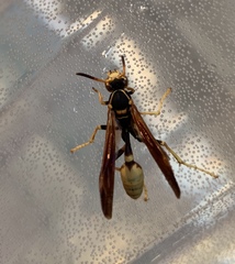 Mischocyttarus navajo