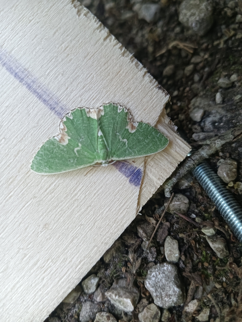 Blotched Emerald