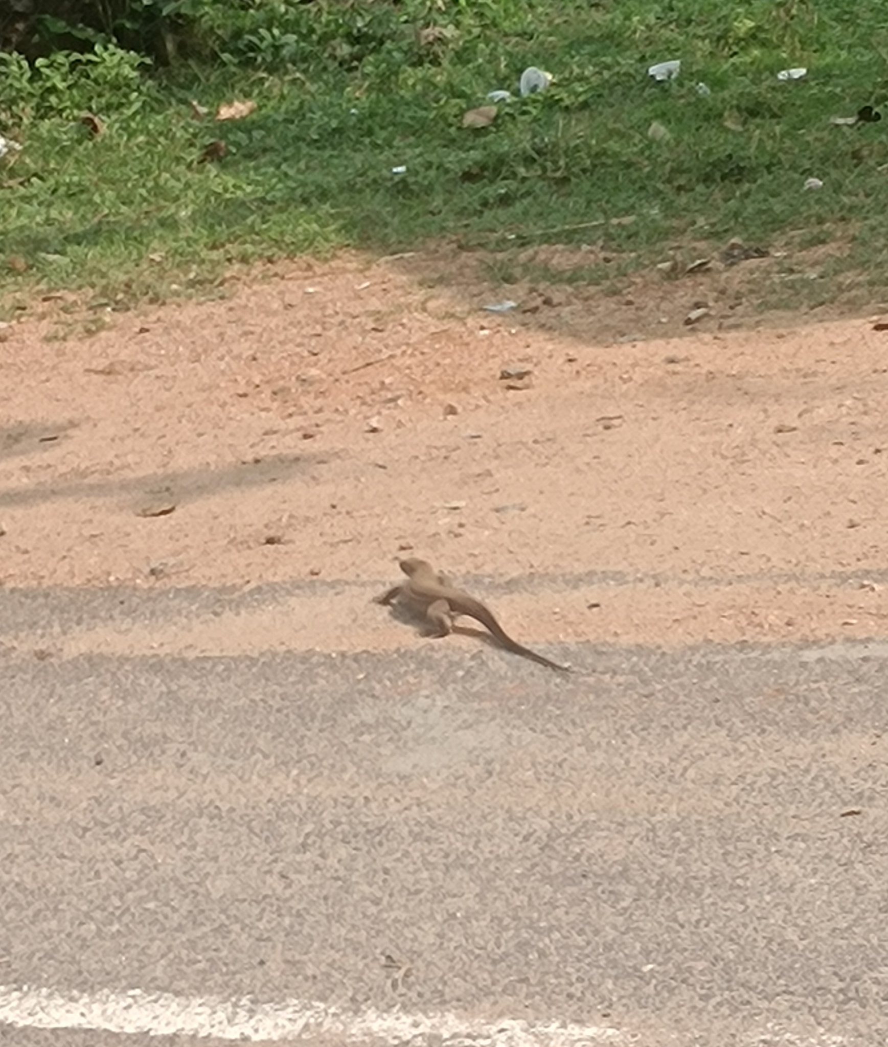 Bengal Monitor Lizard