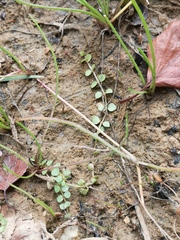Lysimachia tenella