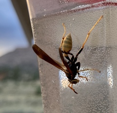 Mischocyttarus navajo
