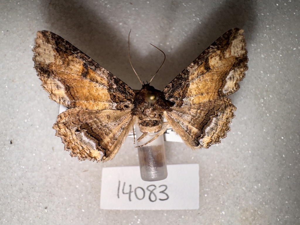 Clandestine Zale Moth