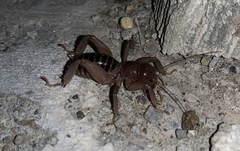 Ammopelmatus fuscus