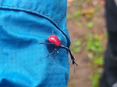 Trachelophorus giraffa
