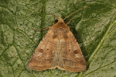 Diarsia mendica