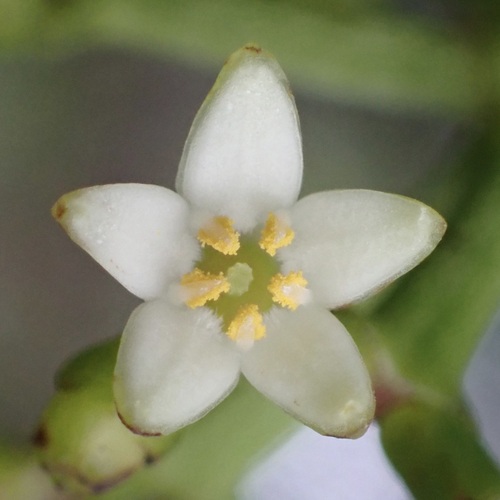Psychotria mariniana