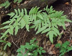 Osmunda japonica