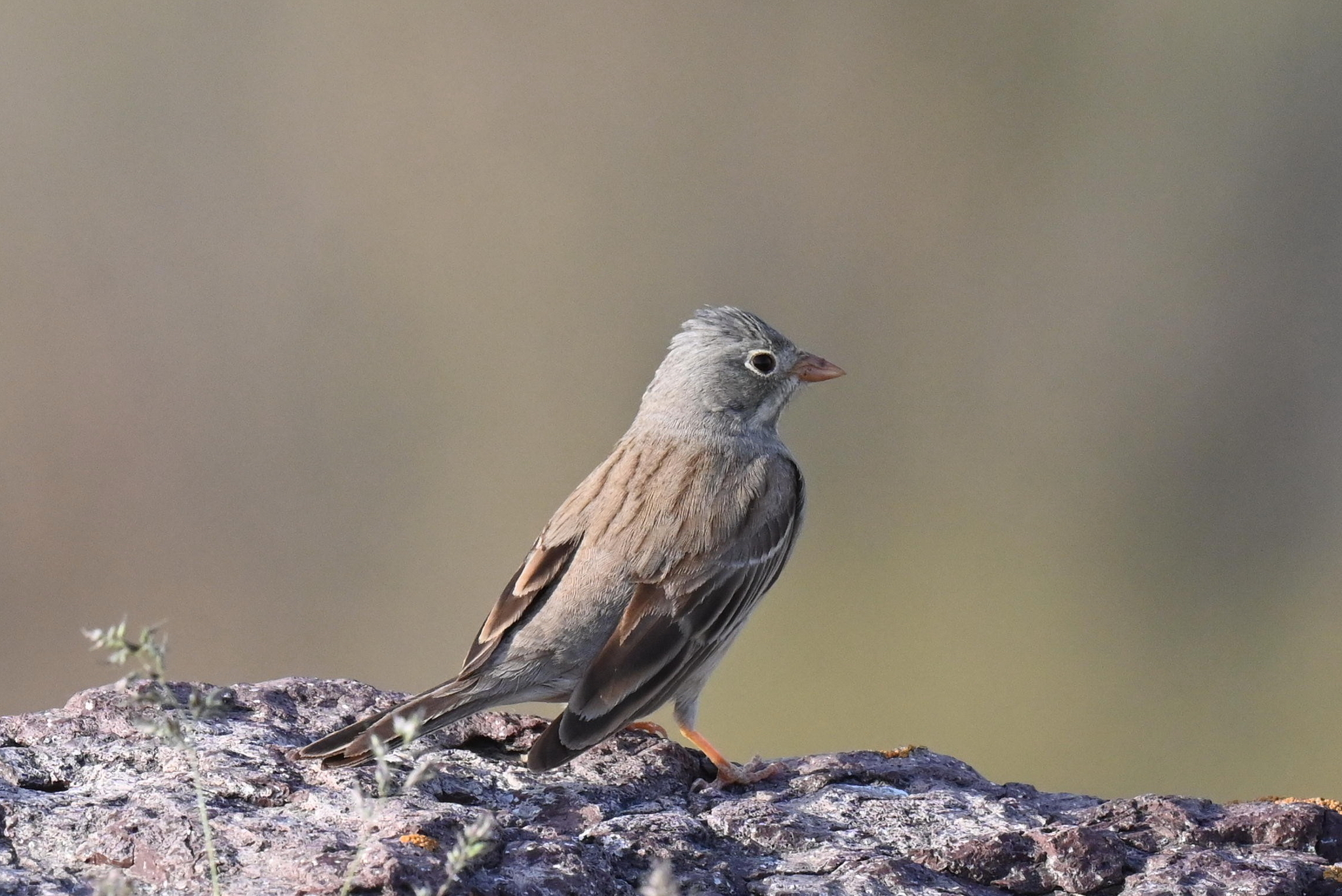 Grey-necked Bunting