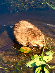 Ondatra zibethicus