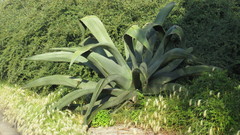 Agave mapisaga