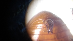 Cyclocephala amblyopsis