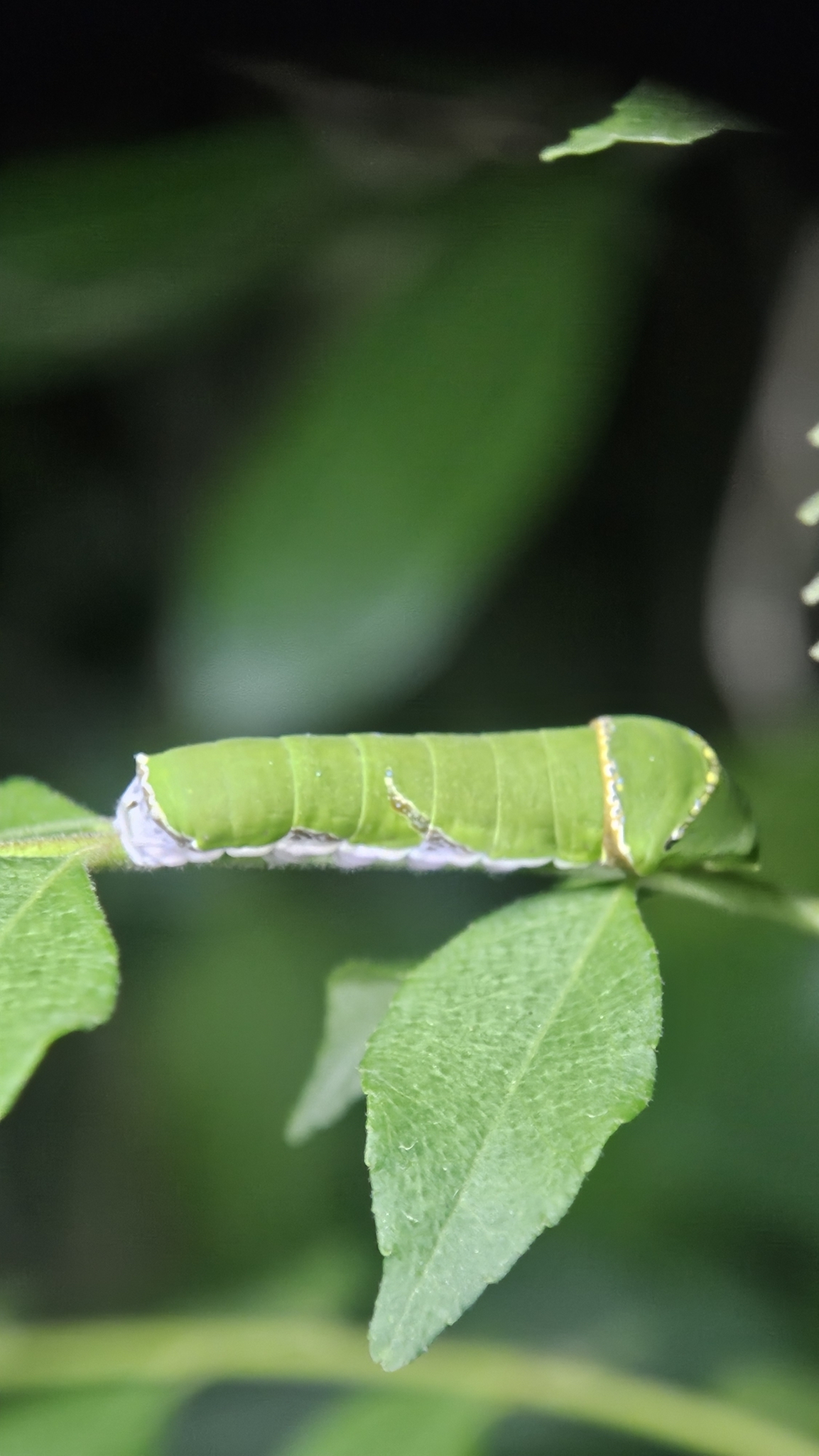 Common Mormon