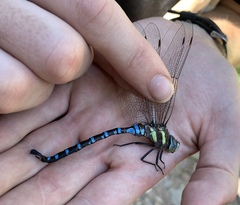 Aeshna persephone
