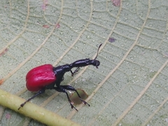 Trachelophorus giraffa