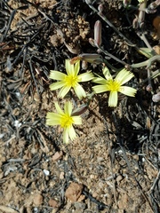 Launaea rarifolia