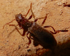 Cymatodera pubescens