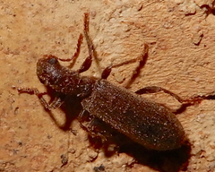 Cymatodera pubescens
