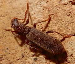 Cymatodera pubescens