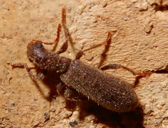 Cymatodera pubescens