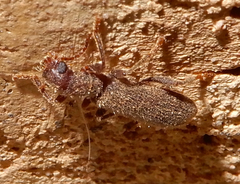 Cymatodera pubescens