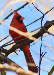 Cardinalis cardinalis