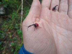 Trachelophorus giraffa