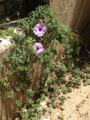 Ipomoea cairica