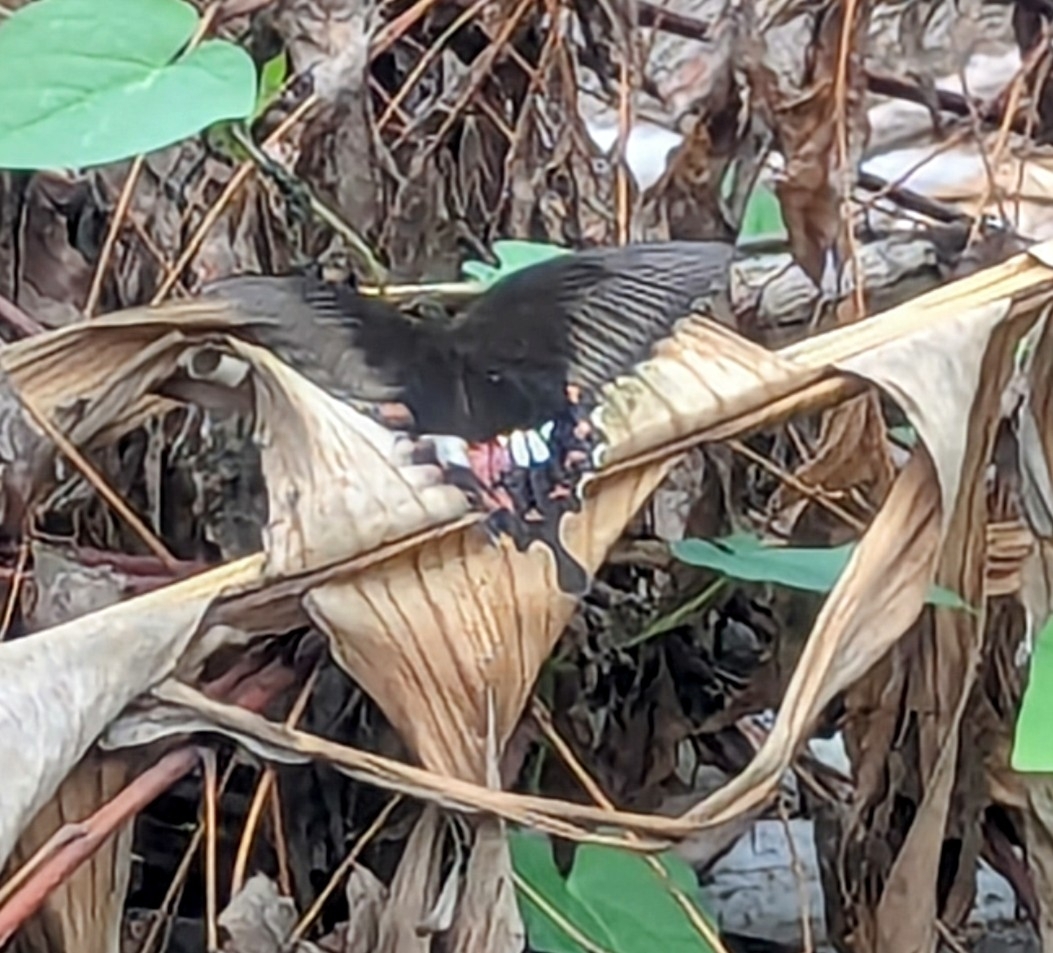 Common Mormon
