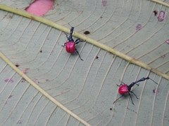 Trachelophorus giraffa