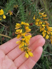 Ulex minor