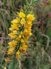 Ulex minor