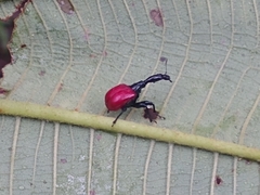 Trachelophorus giraffa
