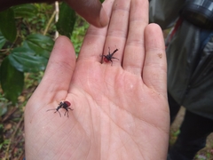 Trachelophorus giraffa