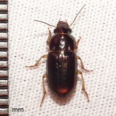 Selenophorus palliatus
