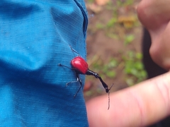 Trachelophorus giraffa