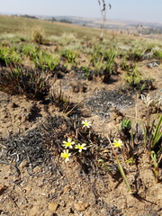 Launaea rarifolia