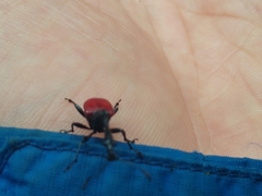 Trachelophorus giraffa